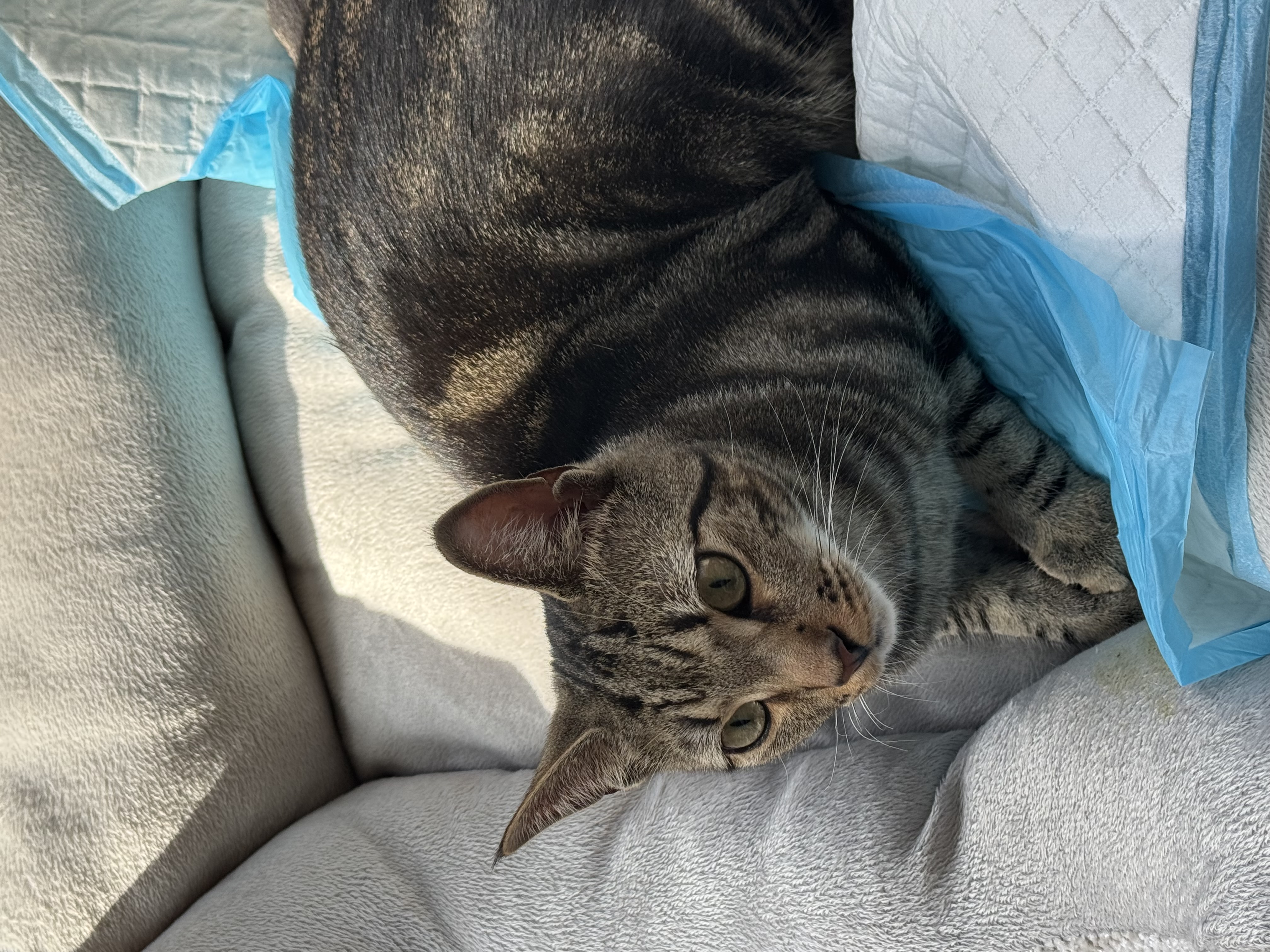 Nuri (was named Waffles when we adopted him in Oct/Nov of 2025)